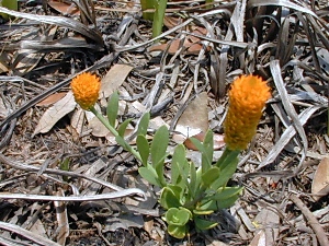 Polygala lutea