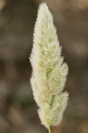 Polypogon monspeliensis