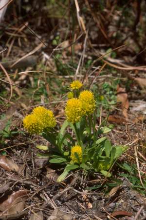 Polygala nana