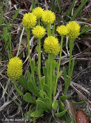 Polygala nana