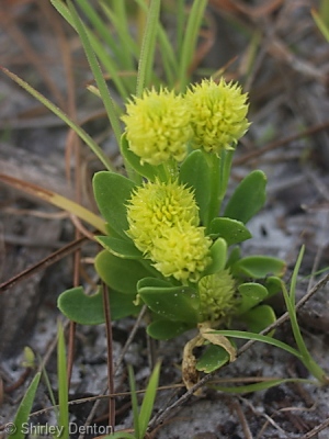 Polygala nana