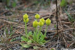 Polygala nana