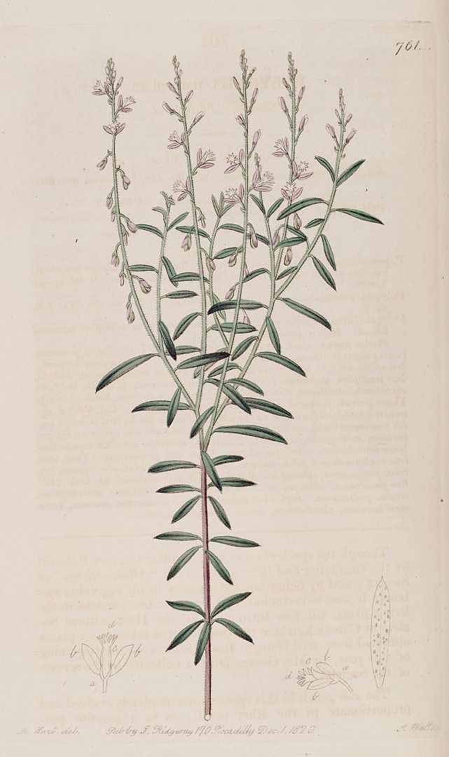 Polygala paniculata