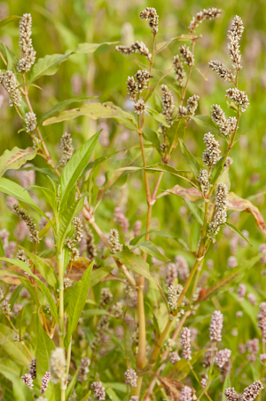 Polygonum pensylvanicum