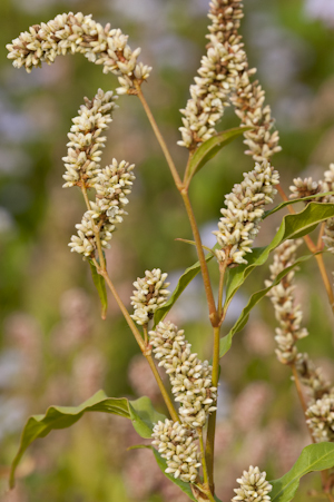 Polygonum pensylvanicum