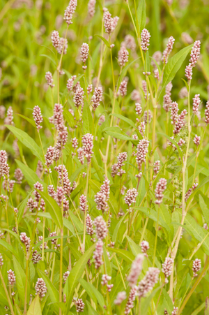 Polygonum persicaria