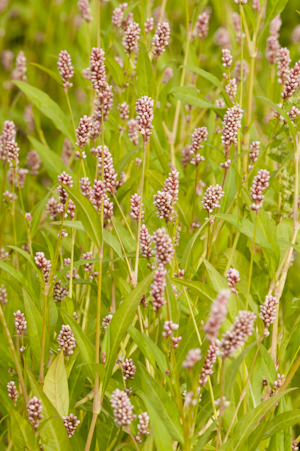 Polygonum persicaria