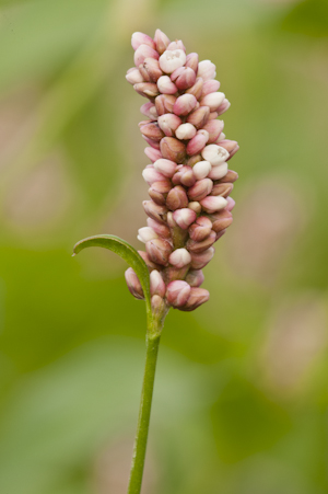 Polygonum persicaria