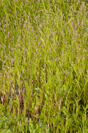 Polygonum persicaria