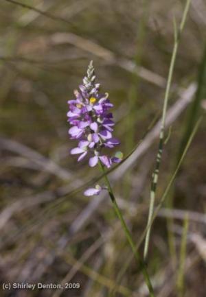 Polygala polygama