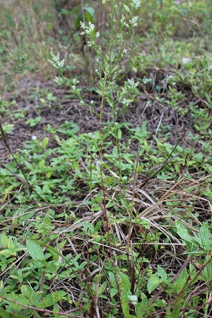 Polygonella polygama