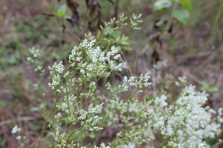 Polygonella polygama