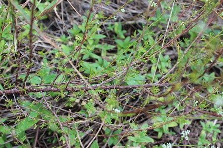 Polygonella polygama