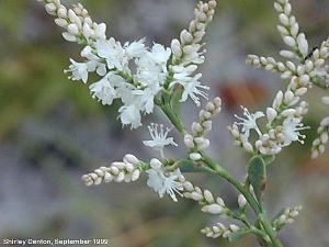 Polygonella polygama