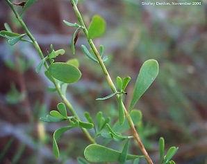 Polygonella polygama