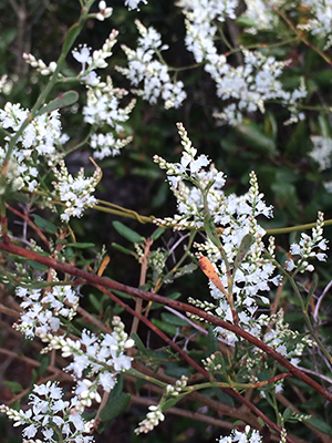 Polygonella polygama