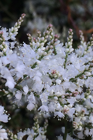 Polygonella polygama