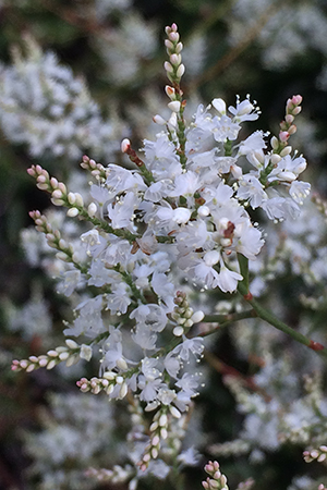 Polygonella polygama