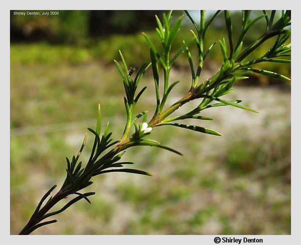 Polypremum procumbens