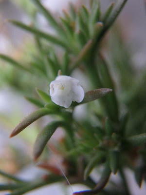 Polypremum procumbens