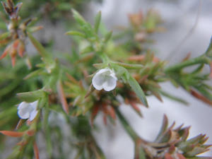 Polypremum procumbens