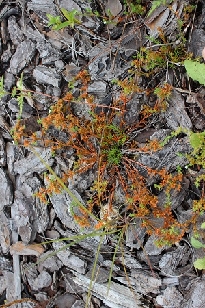 Polypremum procumbens