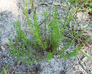 Polypremum procumbens