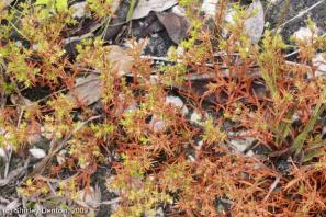 Polypremum procumbens