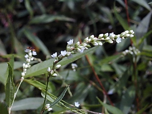 Polygonum punctatum