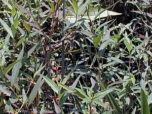 Polygonum punctatum