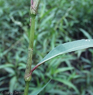 Polygonum punctatum