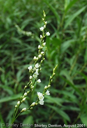 Polygonum punctatum