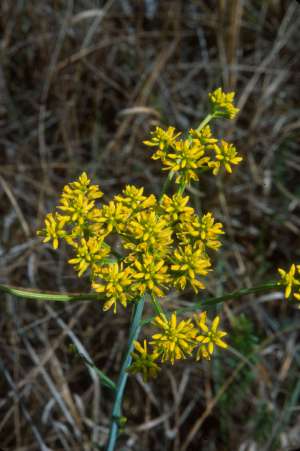 Polygala ramosa