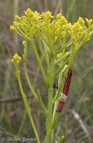 Polygala ramosa