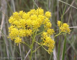 Polygala ramosa