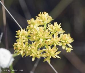 Polygala ramosa