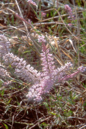 Polygonella robusta