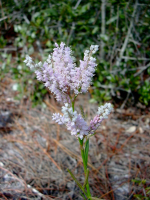 Polygonella robusta