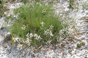 Polygonella robusta