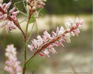 Polygonella robusta