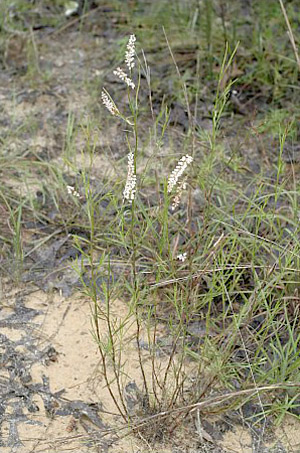 Polygonella robusta