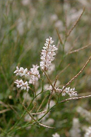 Polygonella robusta