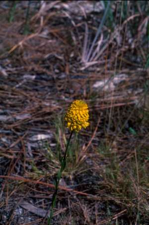 Polygala rugelii