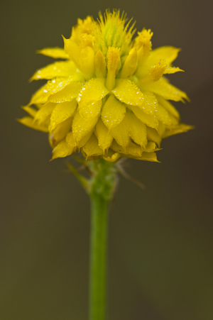 Polygala rugelii