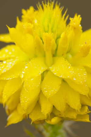 Polygala rugelii