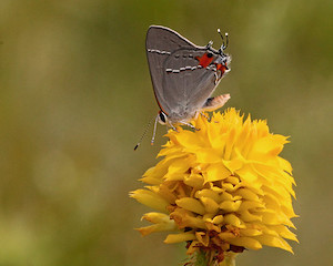 Polygala rugelii