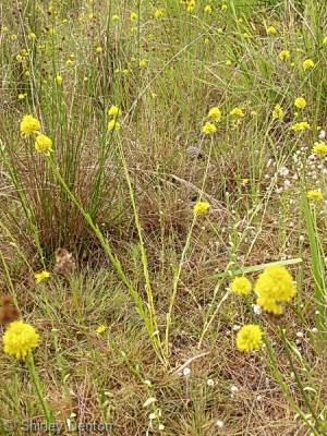 Polygala rugelii