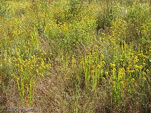 Polygala rugelii