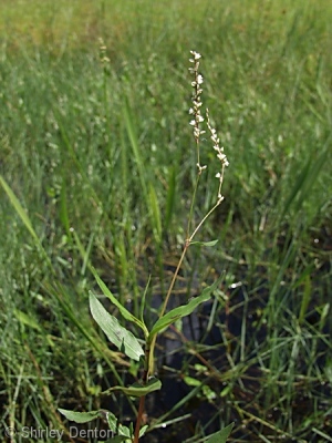 Polygonum setaceum