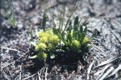 Polygala smallii